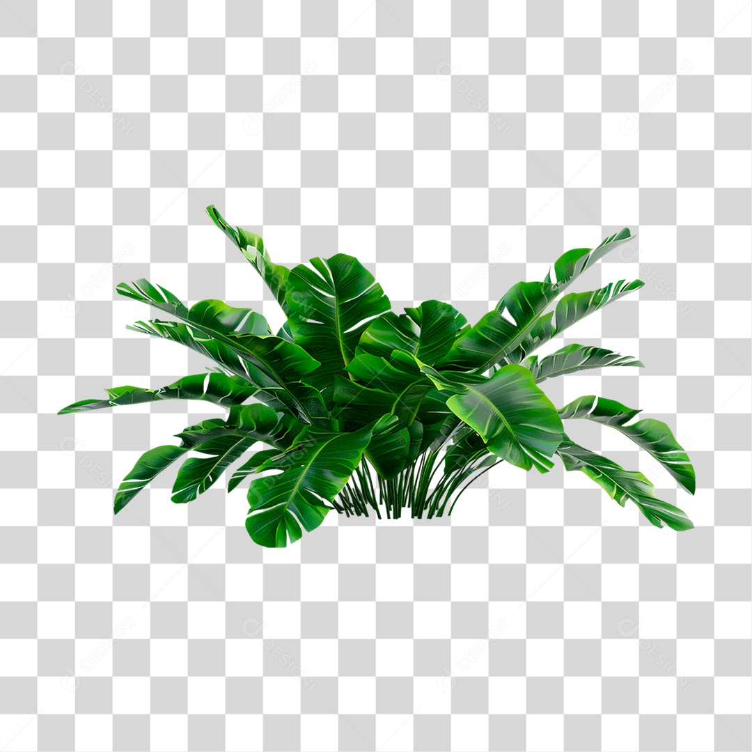 Planta Tropical PNG Transparente