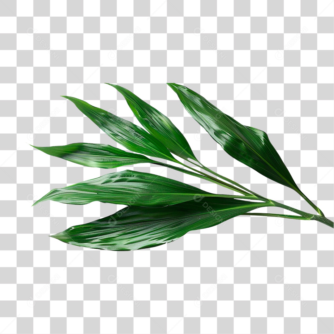 Planta Aspidistra PNG Transparente