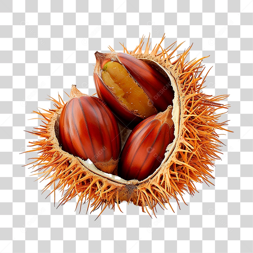 Castanha da Índia PNG Transparente