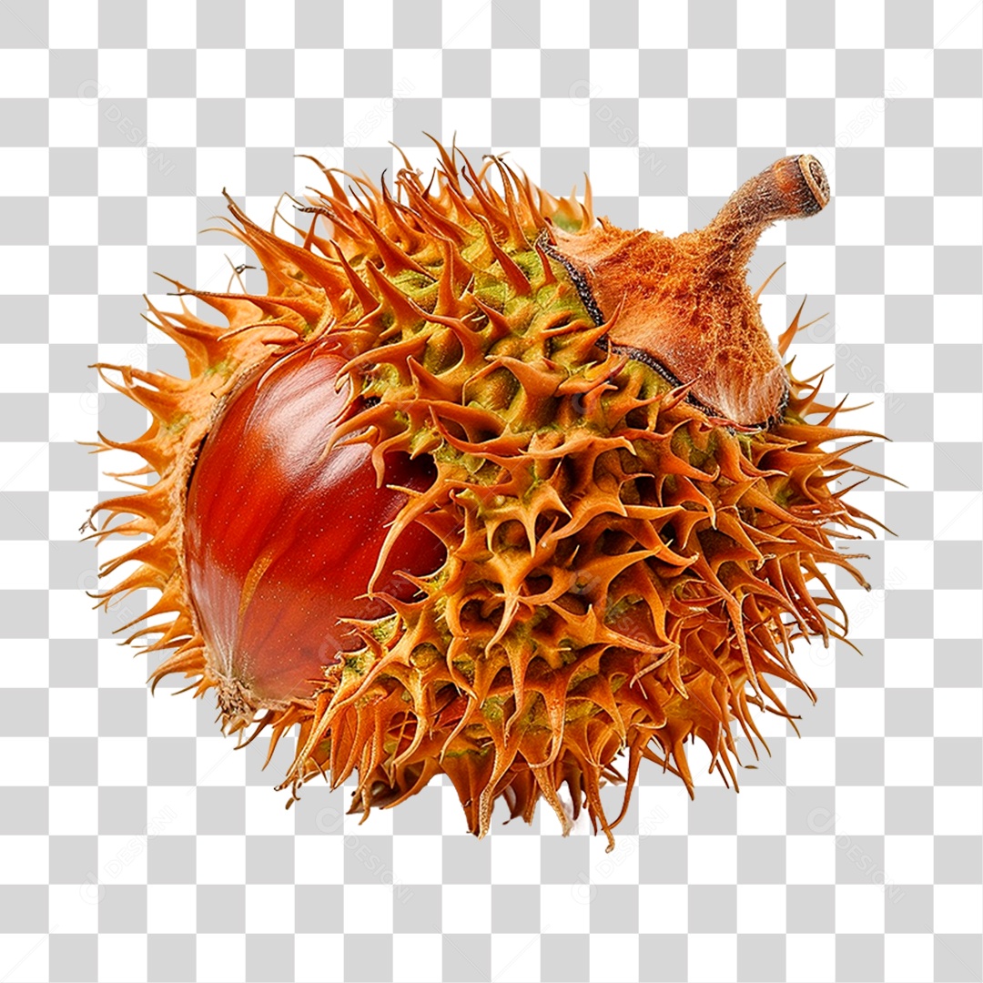 Castanha da Índia PNG Transparente