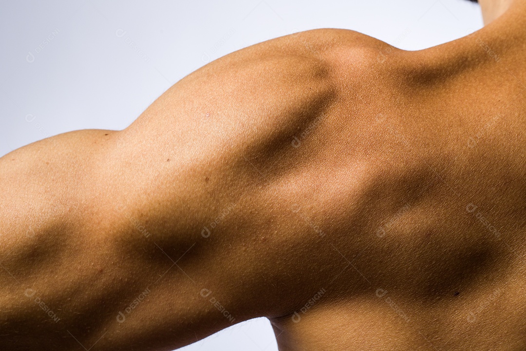 Musculo de braço e ombro