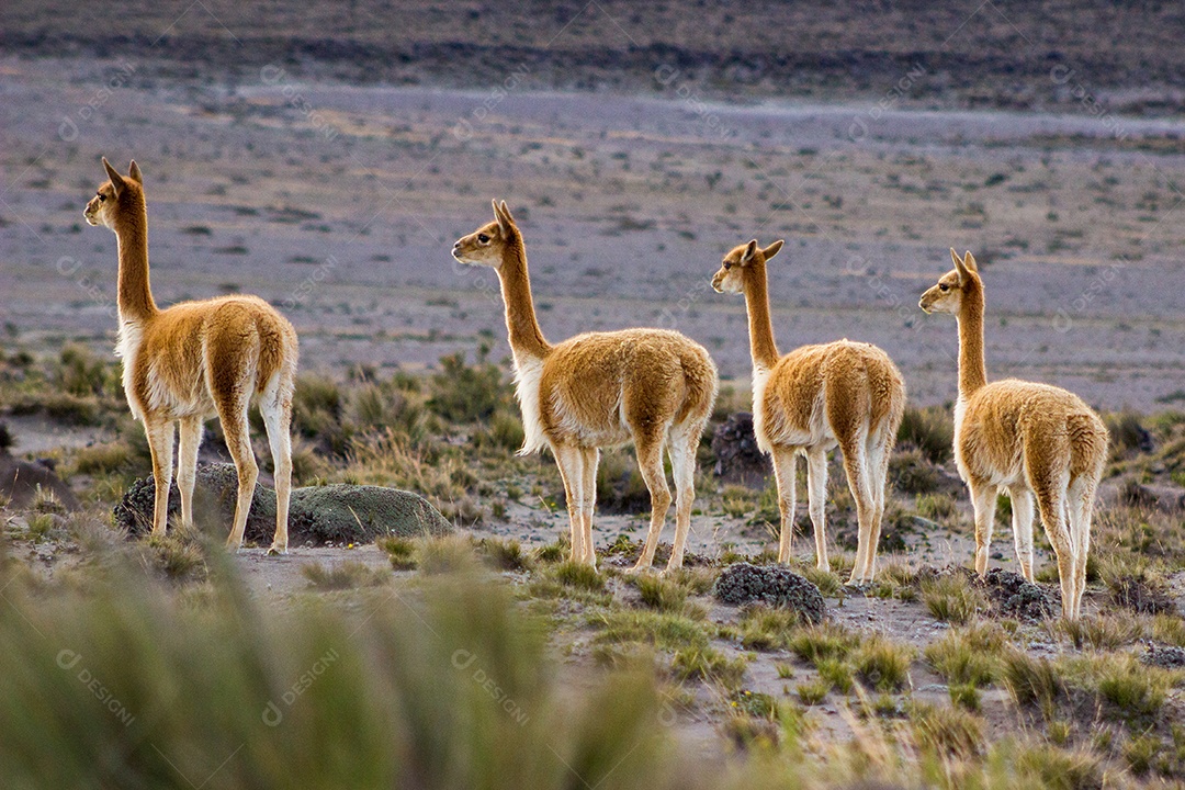 Um grupo de ilhamas no campo