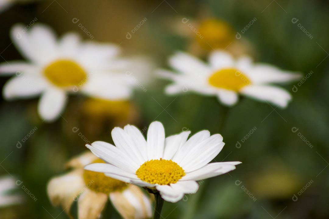 Flores de camomila no campo