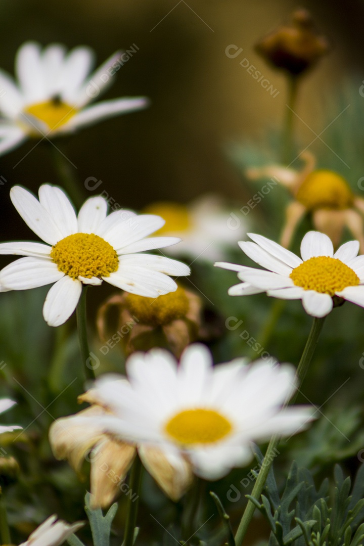 Flores de camomila no campo