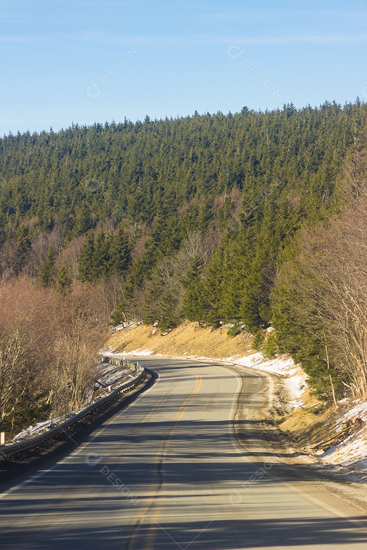 Rodovia com muitas árvores ao redor