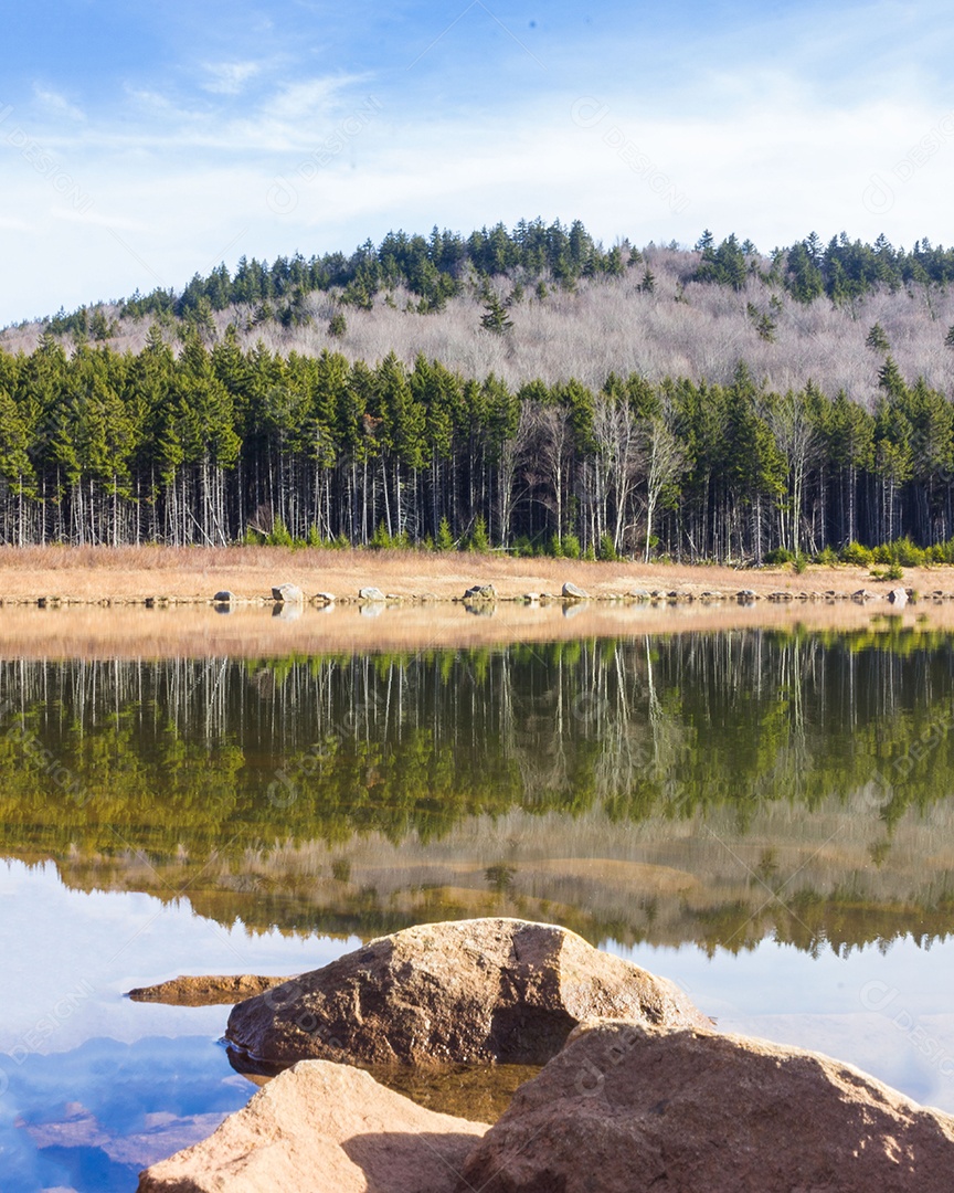 Paisagem linda de uma floresta na beira de rio
