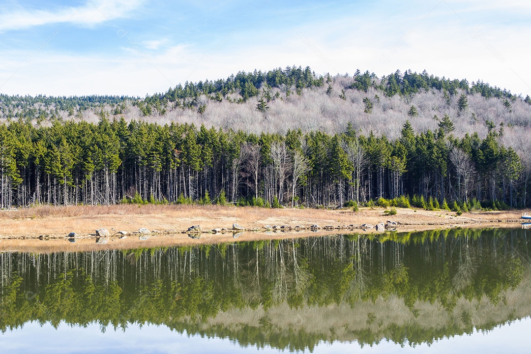 Paisagem linda de uma floresta na beira de rio