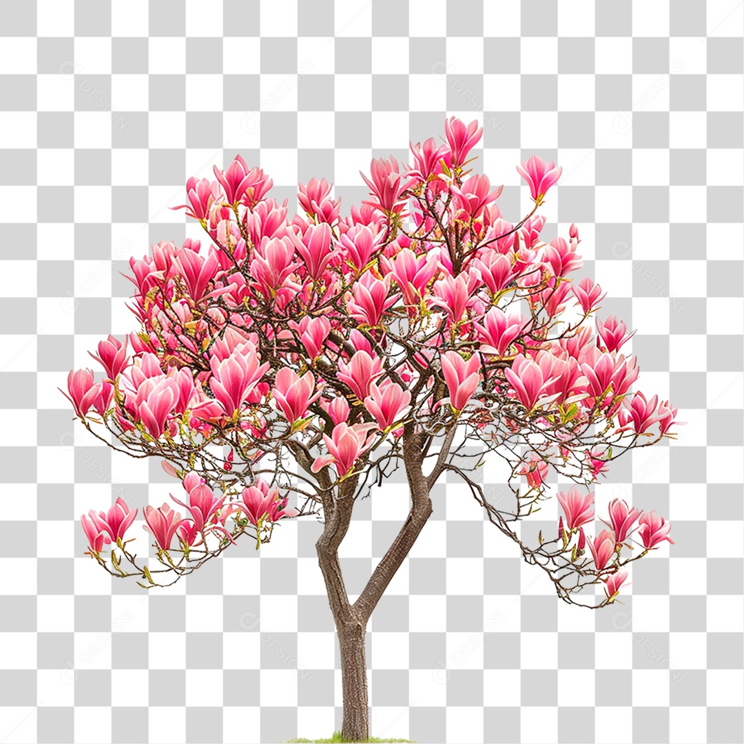 Árvore de Tulipa PNG Transparente