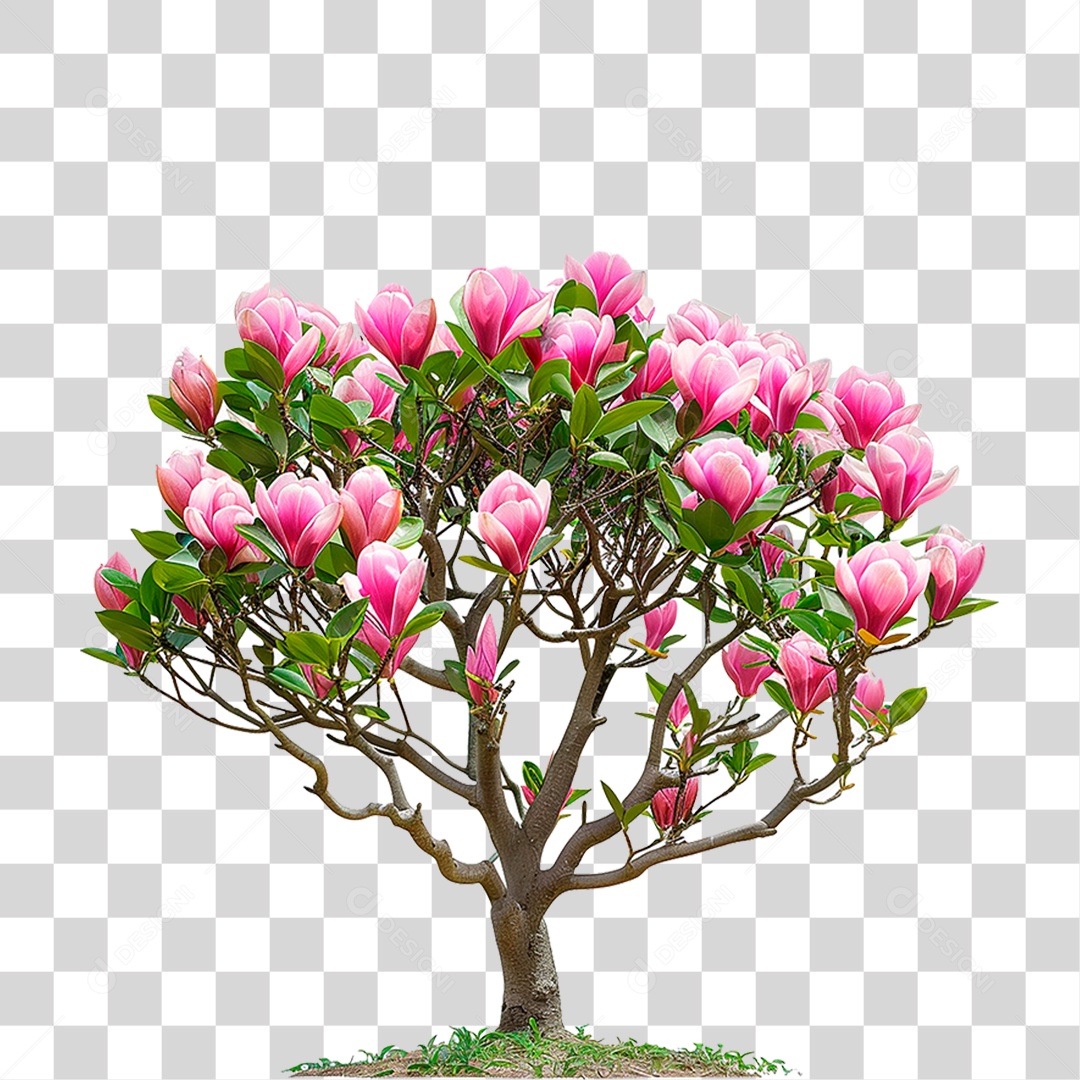 Árvore de Tulipa PNG Transparente