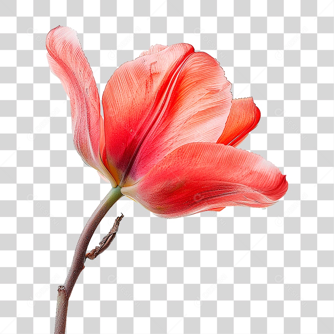 Flor de Tulipa PNG Transparente