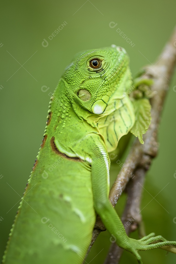 Filhote de iguana em fundo verde