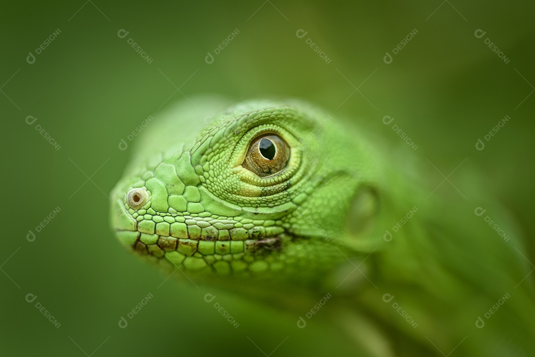 Filhote de iguana em fundo verde