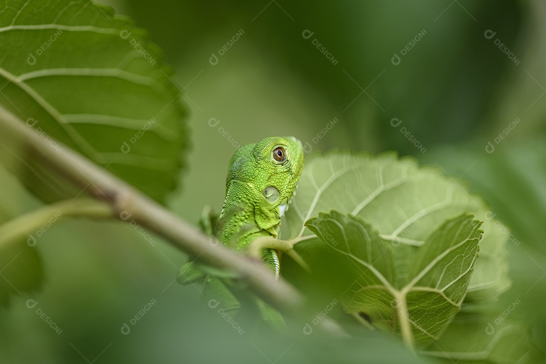 Filhote de iguana em fundo verde