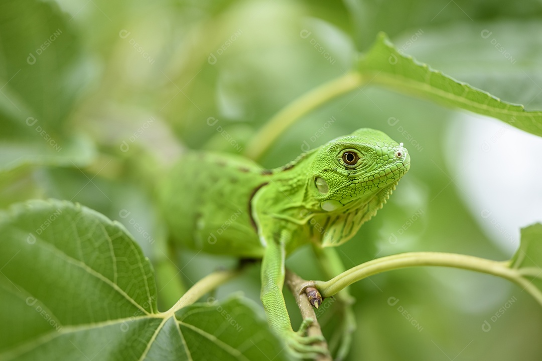 Filhote de iguana em fundo verde