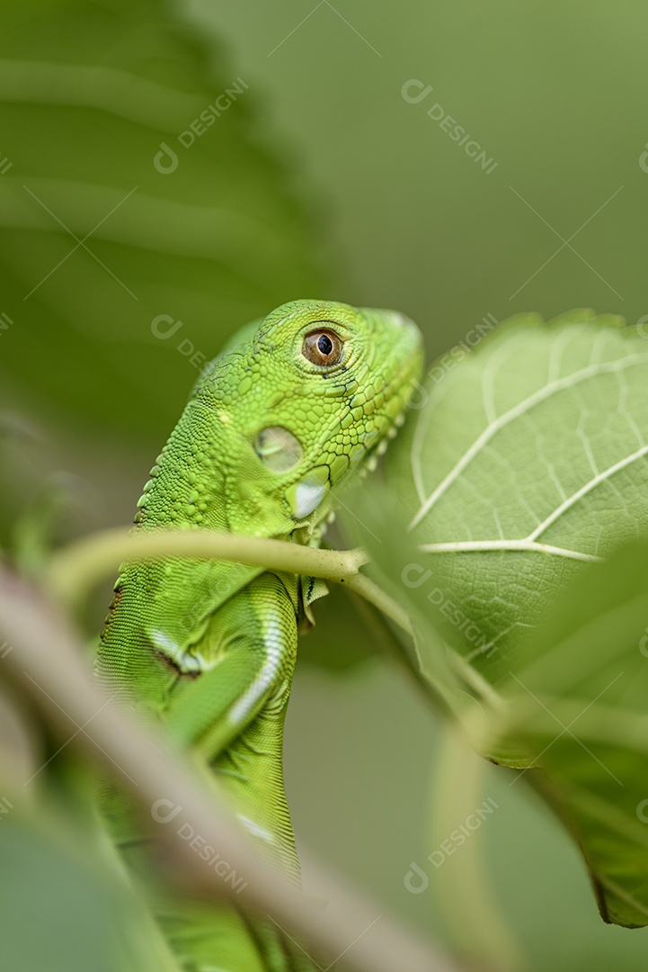 Filhote de iguana em fundo verde