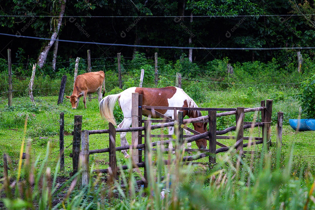 Cavalos ao ar livre em uma fazenda