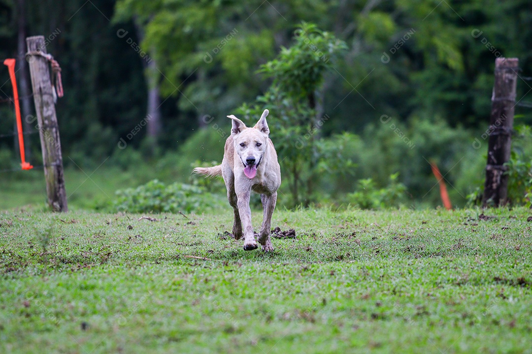 Cachorro branco correndo ao ar livre em uma fazenda