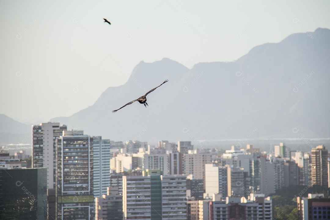 Abutre voando no céu do Espírito Santo