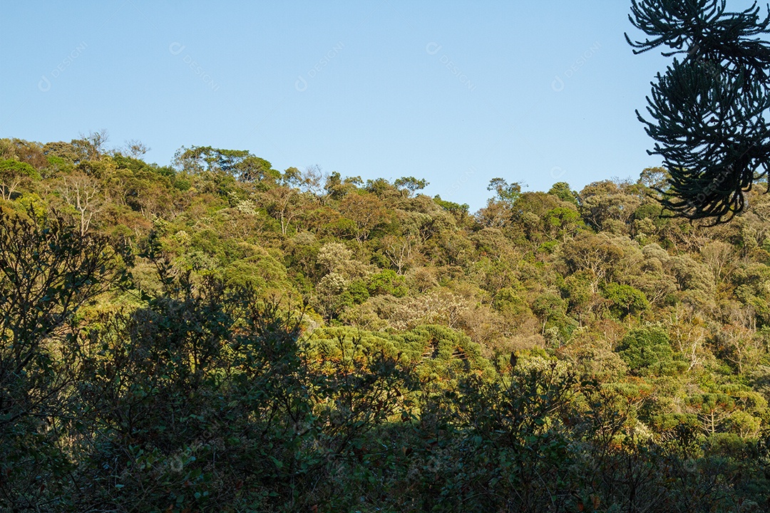 Um trecho da mata atlântica no Rio de Janeiro