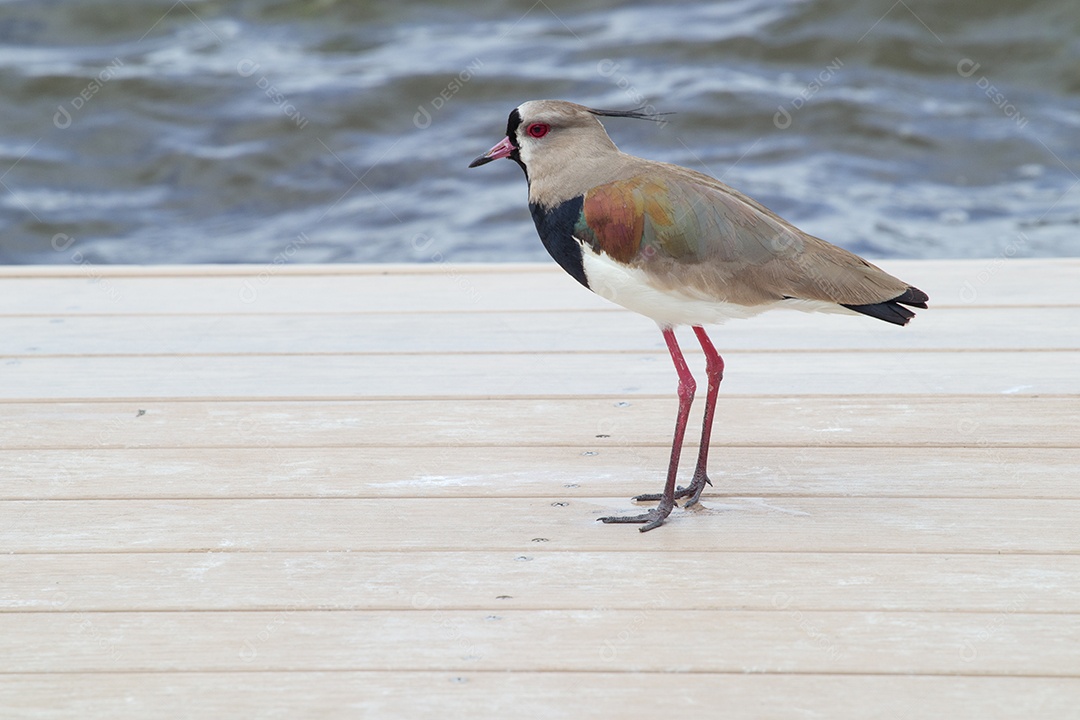 Pássaro eu quero - eu quero na lagoa Rodrigo de Freitas
