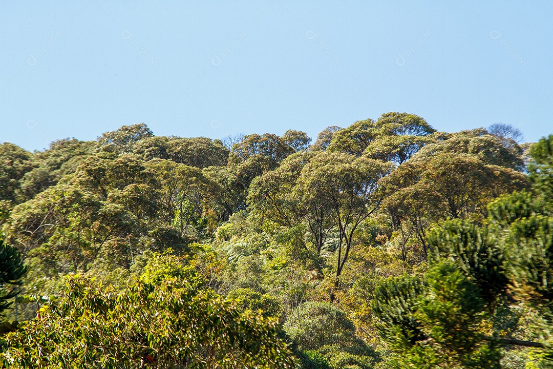 Um trecho da mata atlântica no Rio de Janeiro
