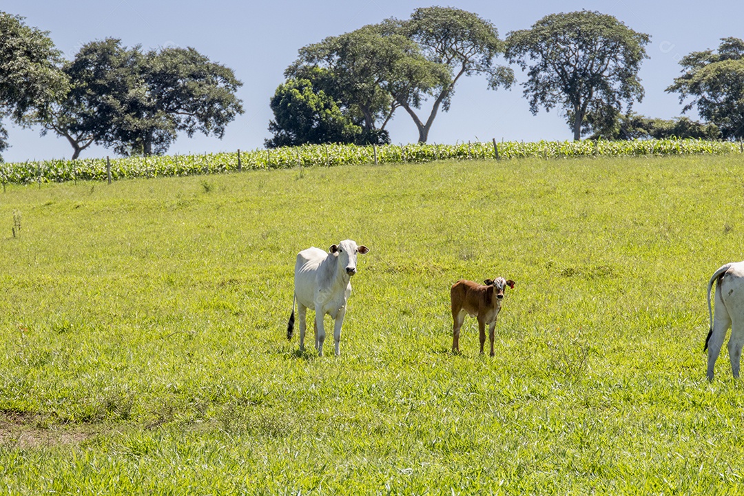 Bovinos em uma area verde da fazenda