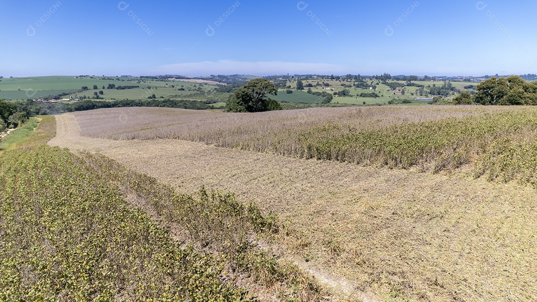 Area destinada ao plantio de soja