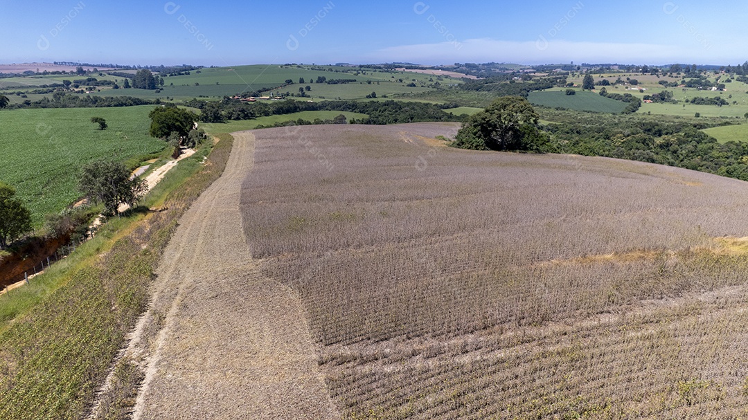 Areia de plantio de soja