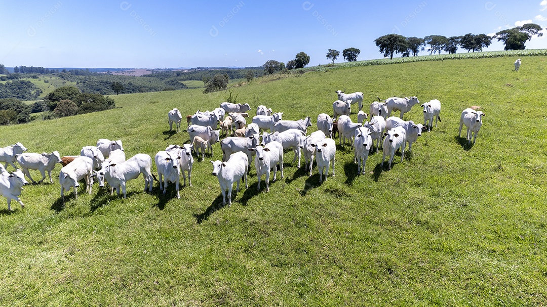 Gado Nelore em pasto verde em fazenda