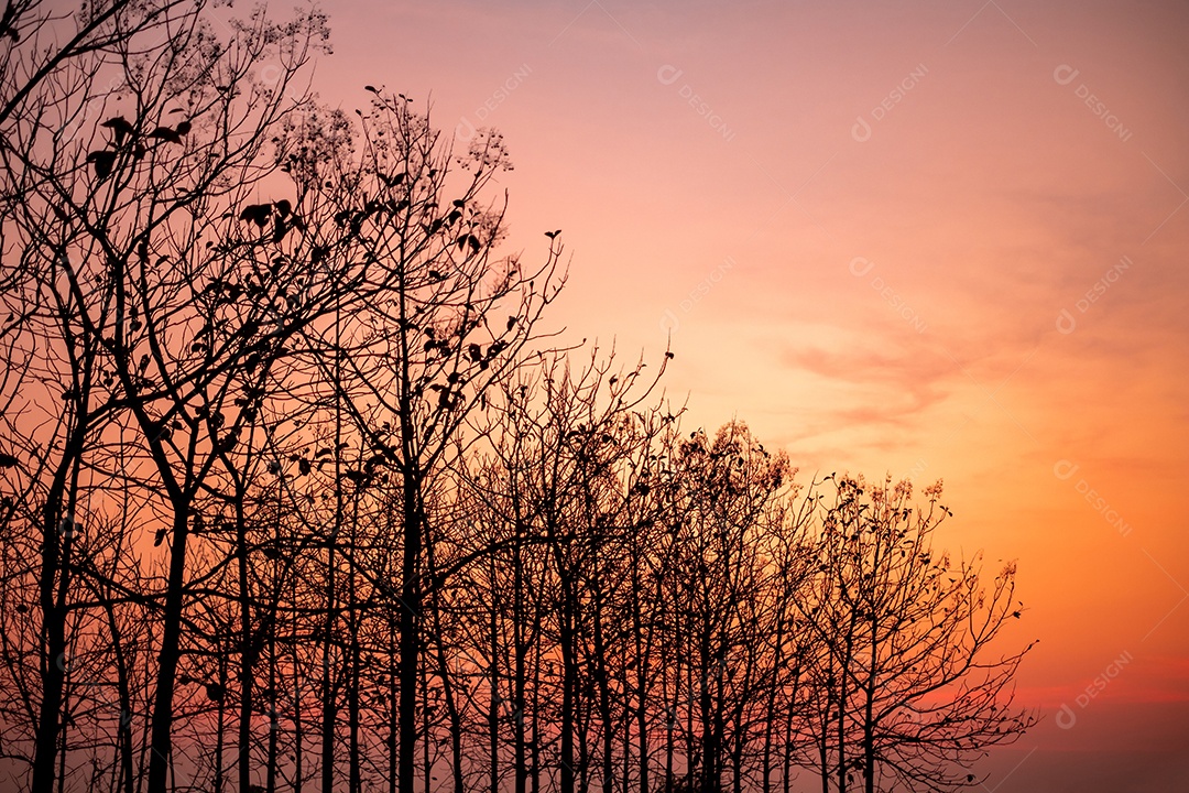 Árvore contra céu ao pôr do sol