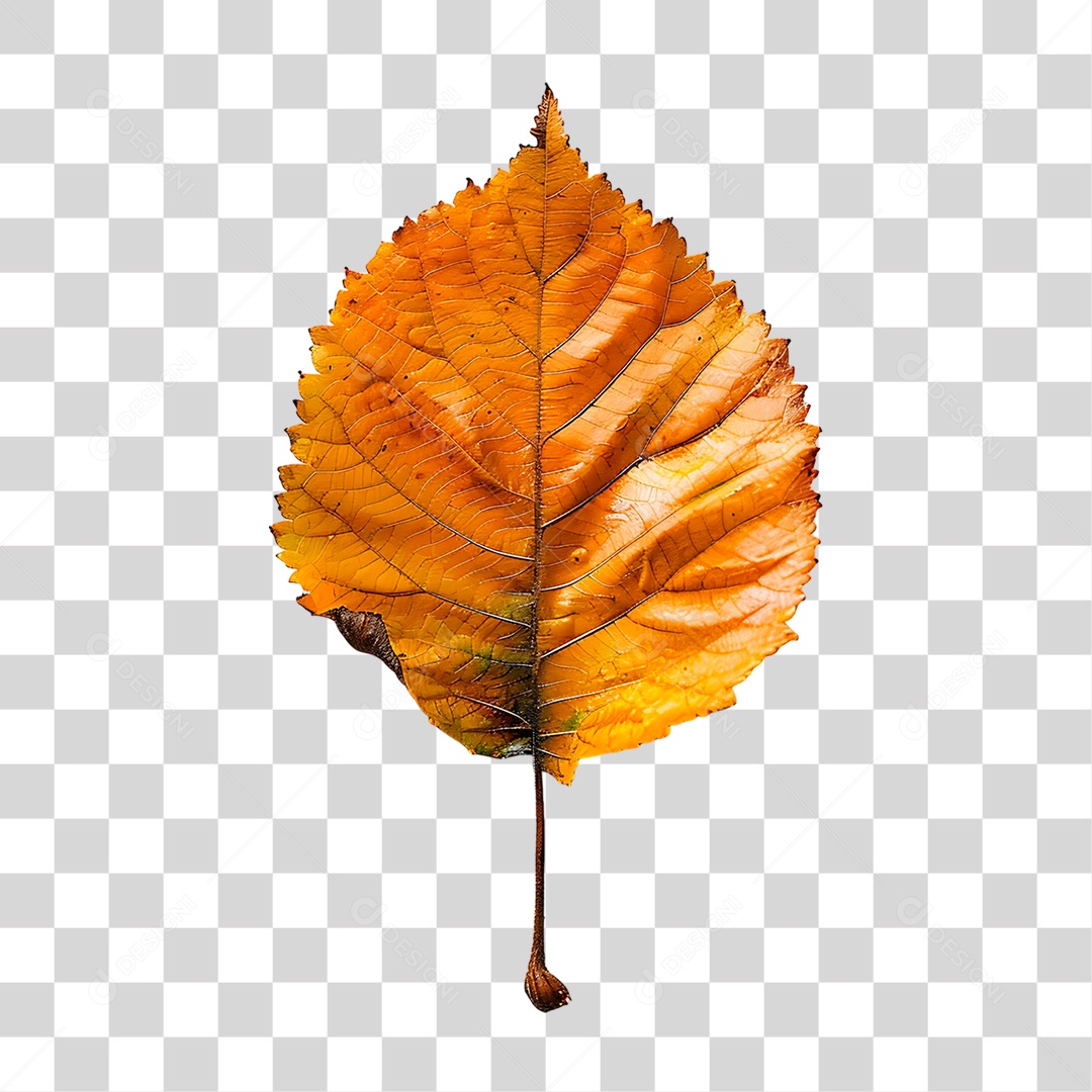 Folha Seca PNG Transparente