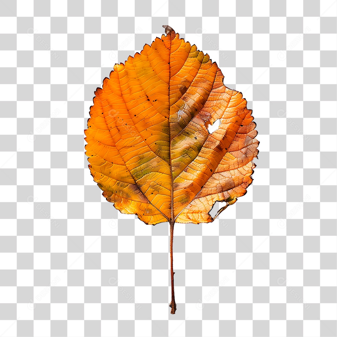 Folha Seca PNG Transparente