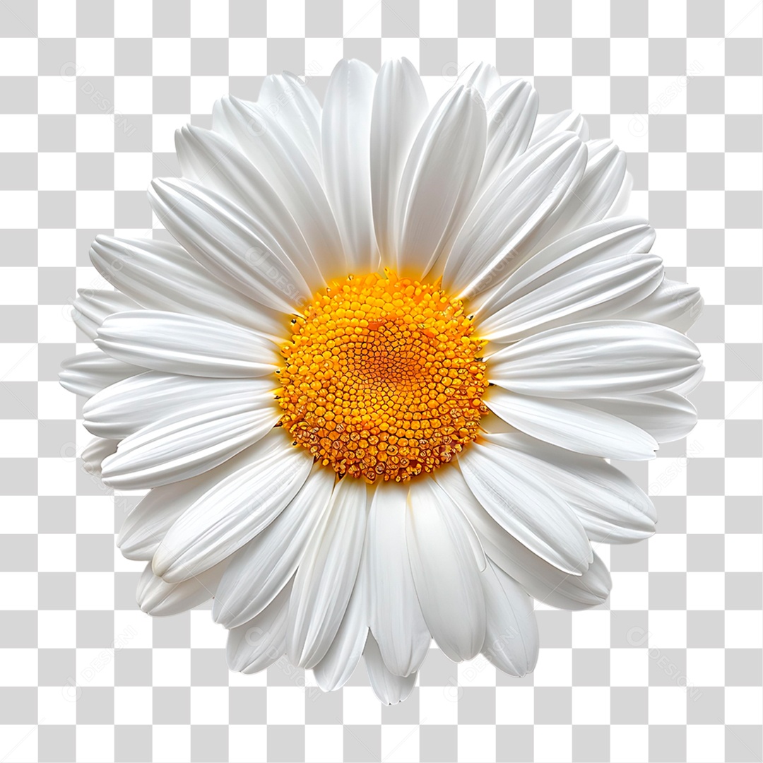 Flor Margarida PNG Transparente