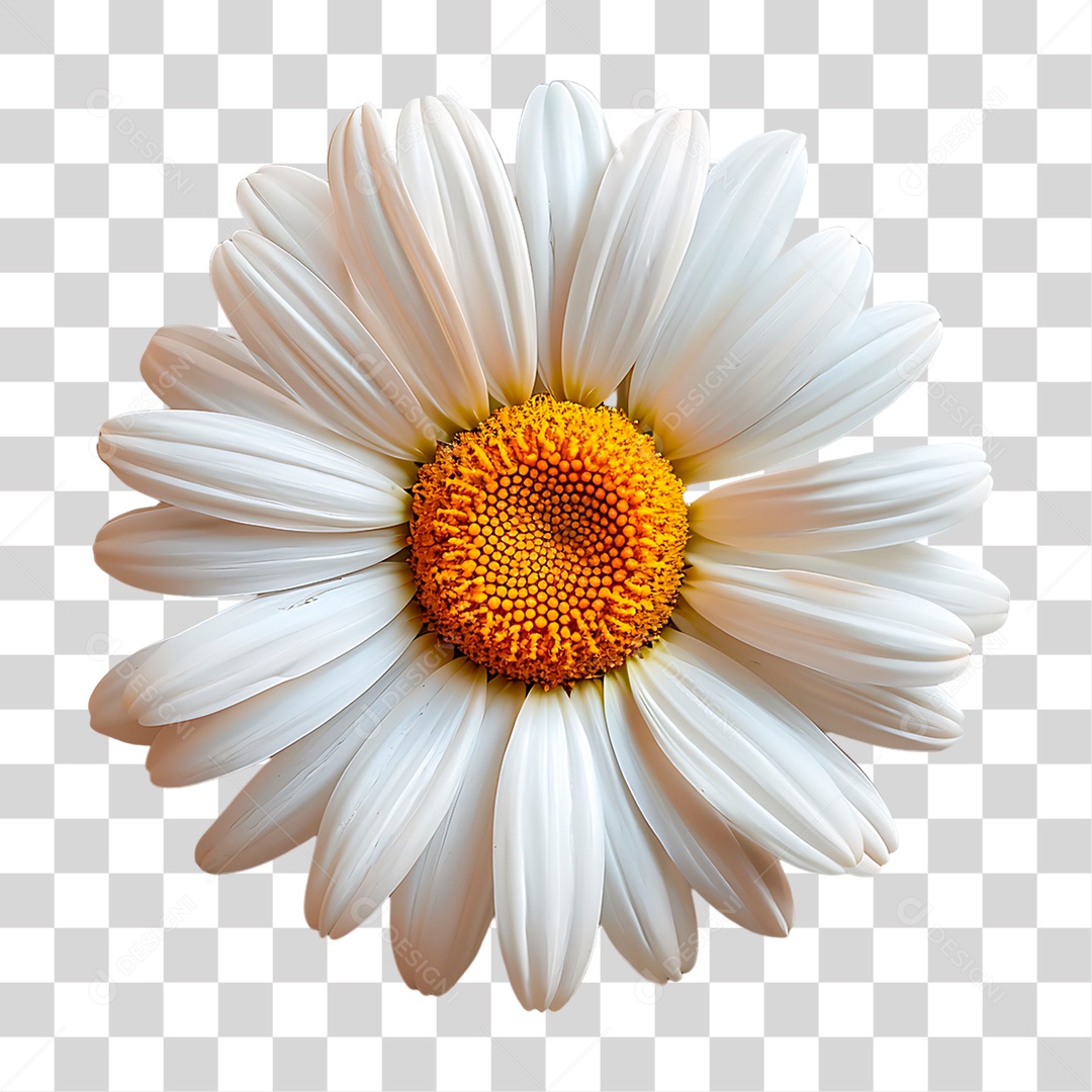Flor Margarida PNG Transparente