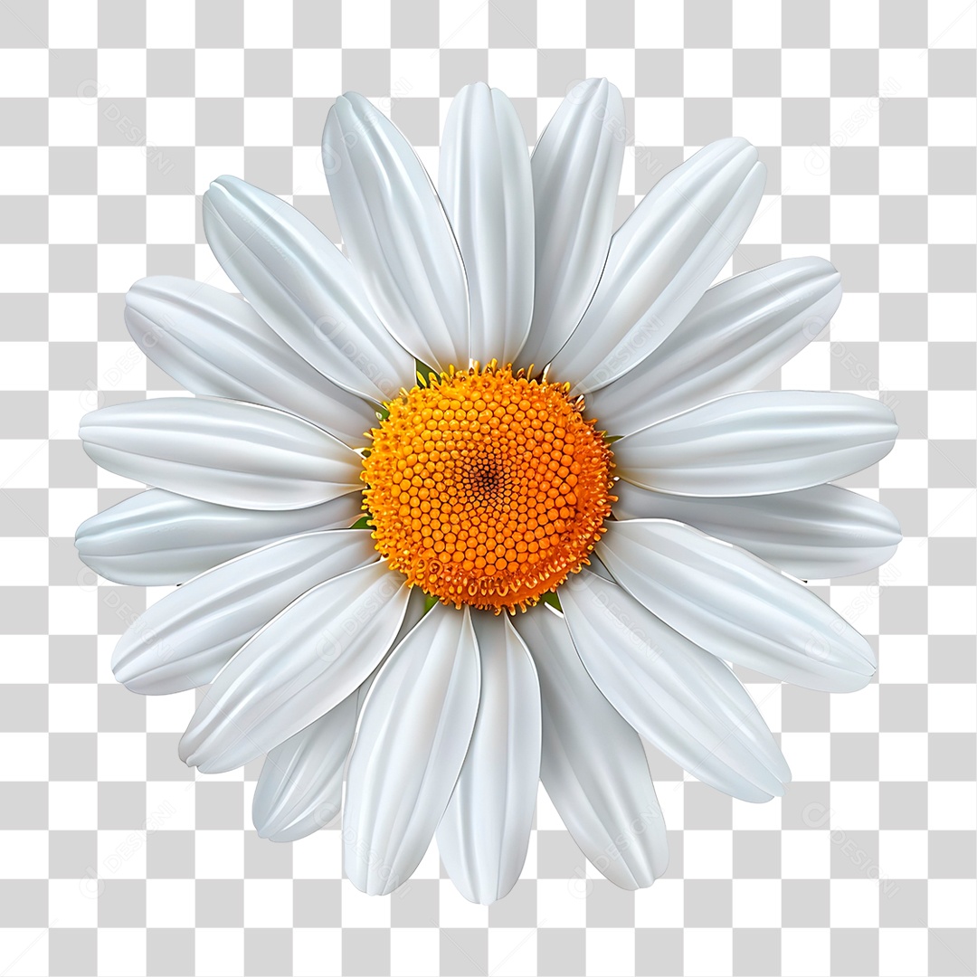 Flor Margarida PNG Transparente
