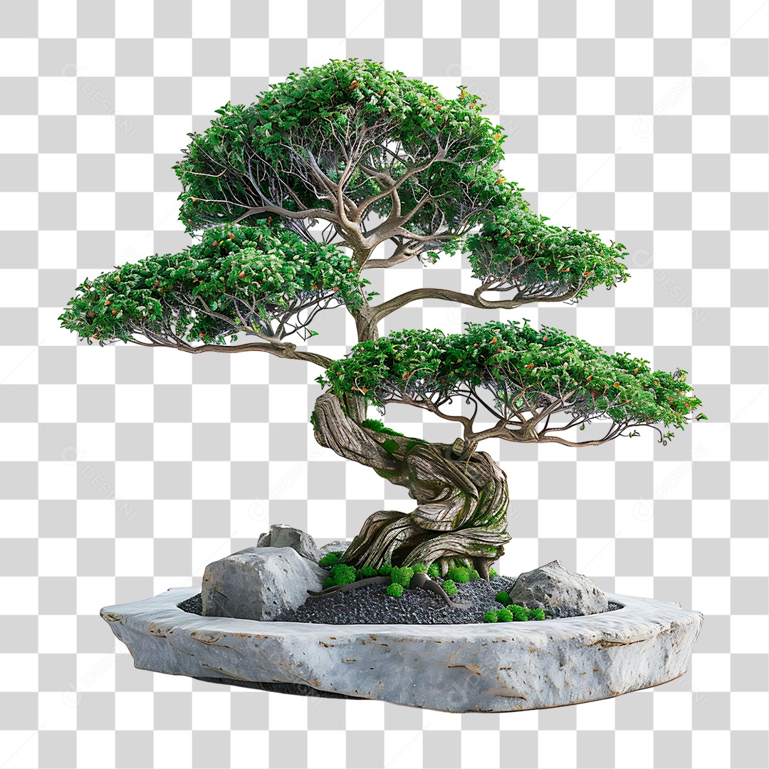 Bonsai Planta PNG Transparente