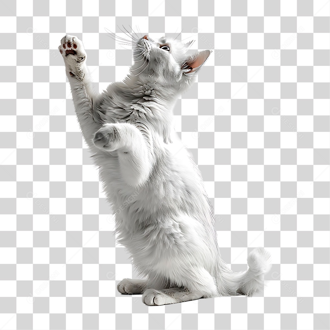 Gato de Raça PNG Transparente