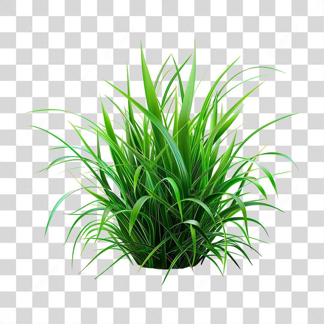 Moita de Capim PNG Transparente