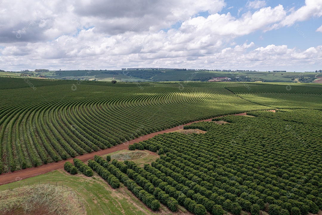 Vista aérea das plantações de café
