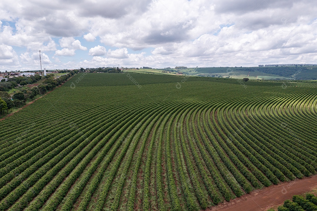 Vista aérea de plantação de café