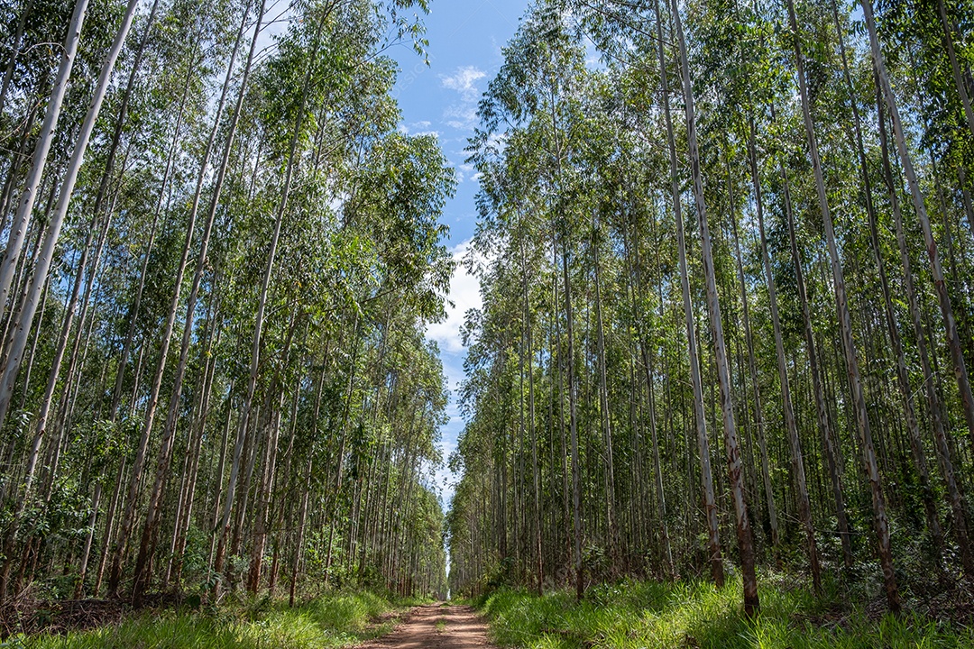 Plantação de eucalipto vista de baixo em dia ensolarado