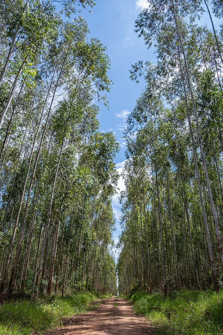 Plantação de eucalipto vista de baixo em dia ensolarado