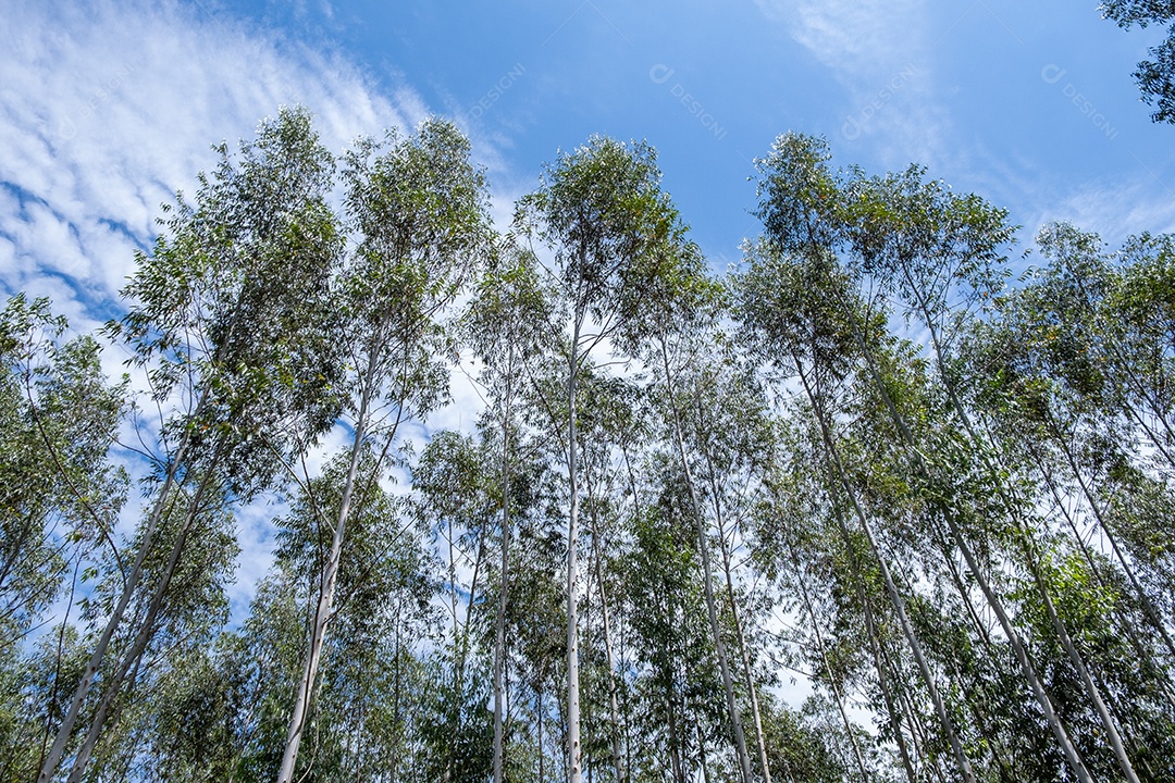 Plantação de eucalipto vista de baixo em dia ensolarado