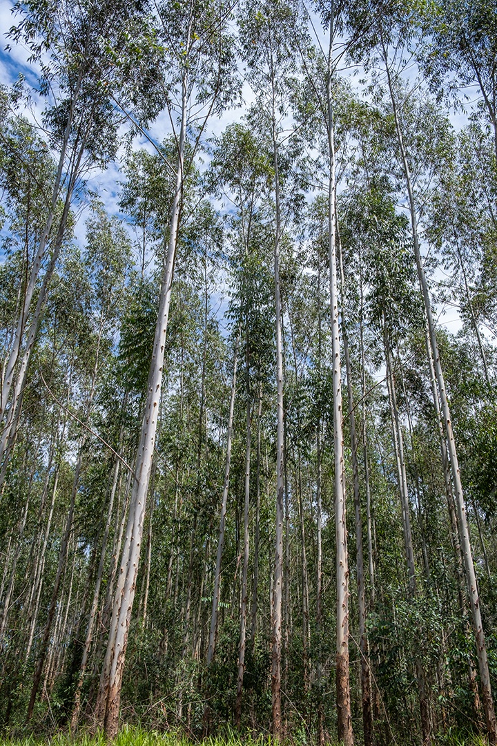 Plantação de eucalipto vista de baixo em dia ensolarado