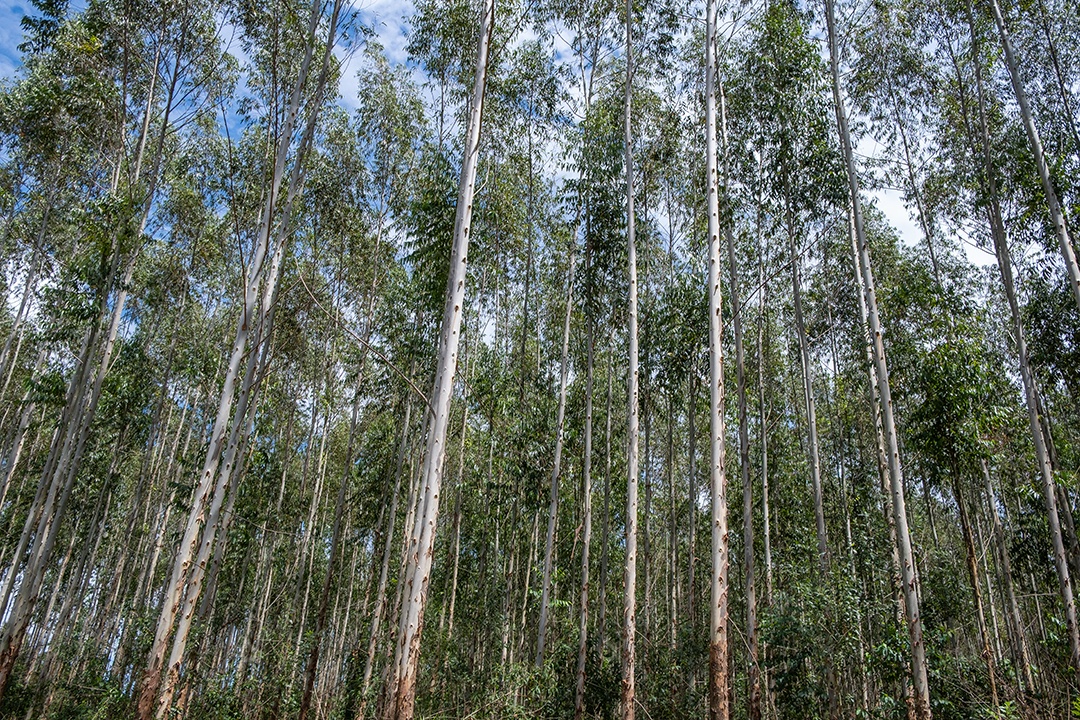 Plantação de eucalipto vista de baixo em dia ensolarado