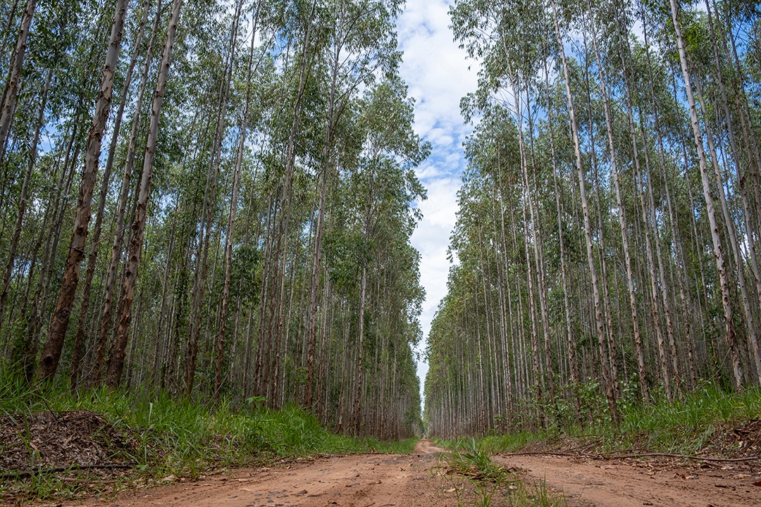 Plantação de eucalipto vista de baixo em dia ensolarado