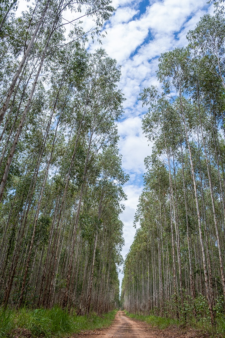 Plantação de eucalipto vista de baixo em dia ensolarado