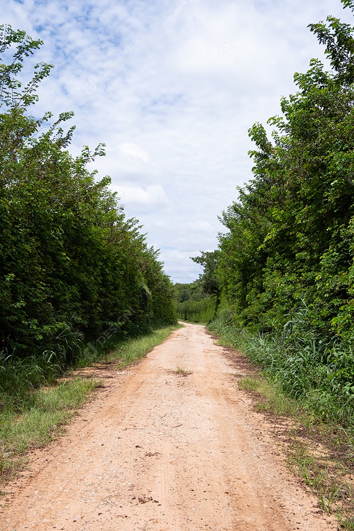 Estrada de terra cercada por vegetação alta