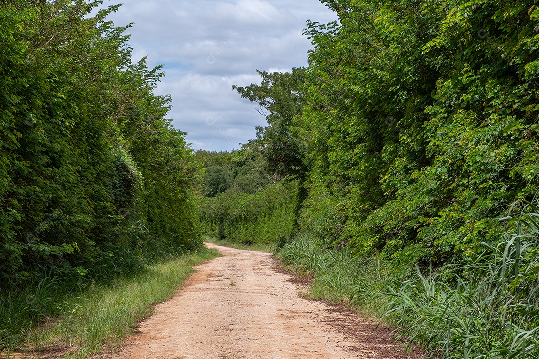 Estrada de terra cercada por vegetação alta