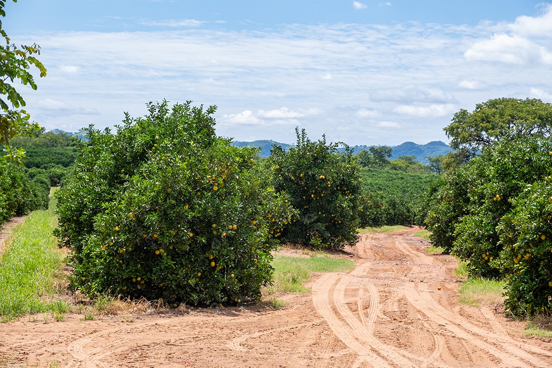 Plantação de laranjeiras com frutos maduros em dia ensolarado